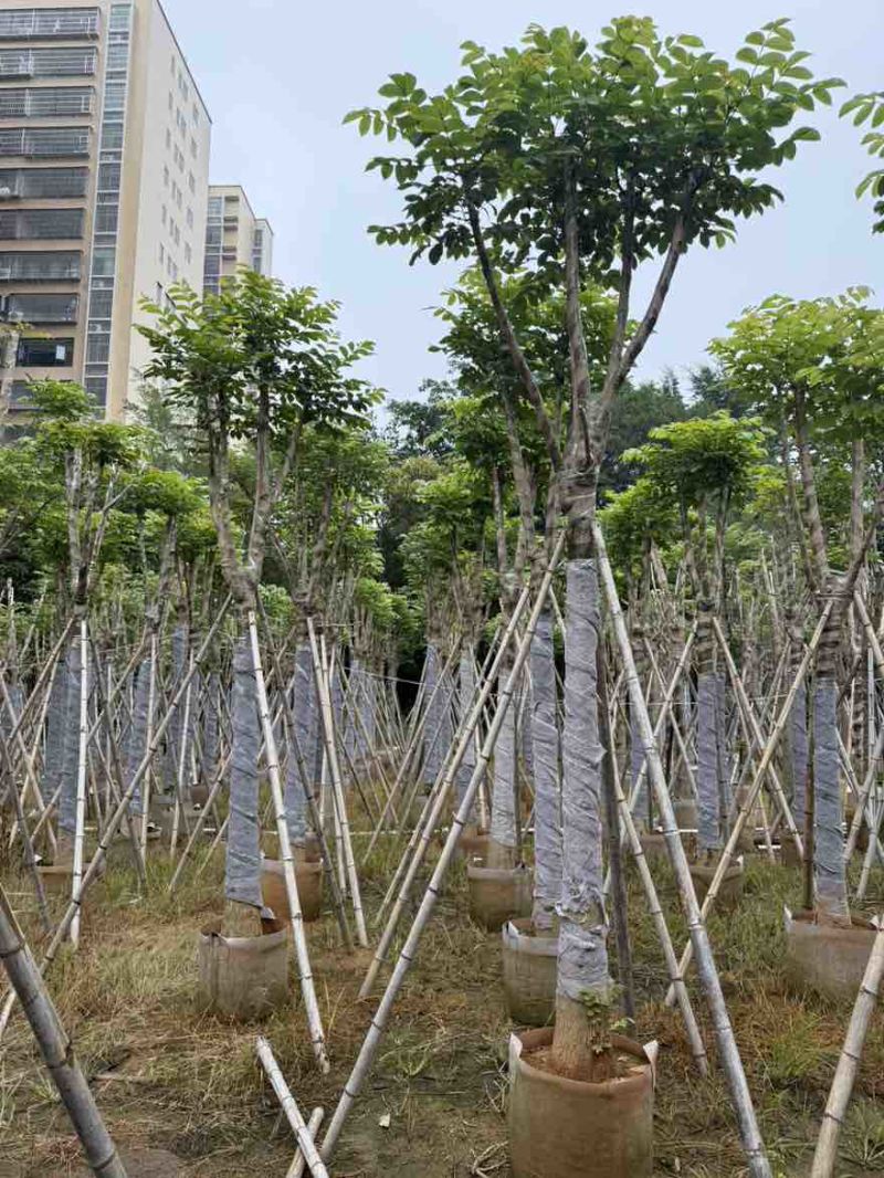 火焰木骨架8-25分，大量低价出售，基地直销，一手货源