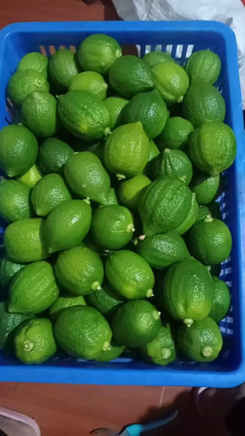 广东无子香水柠檬