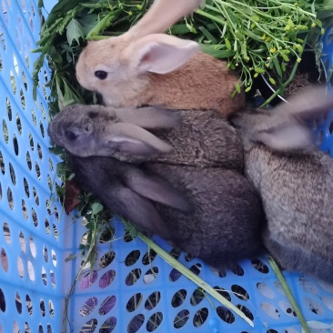 兔子满月兔