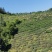舒城小兰花高山茶叶