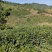 舒城小兰花高山茶叶