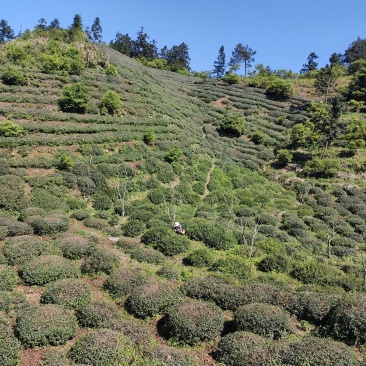 舒城小兰花高山茶叶