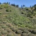 舒城小兰花高山茶叶