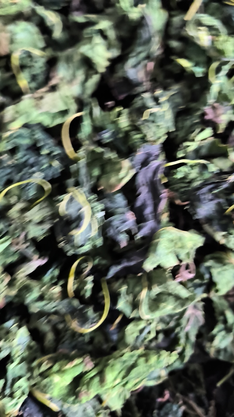 柴火高温炒制的桑树叶。