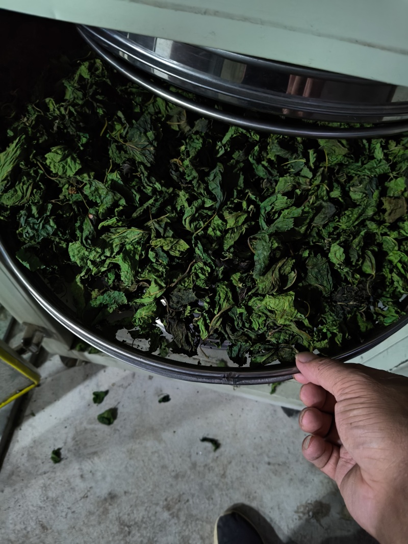 柴火高温炒制的桑树叶。