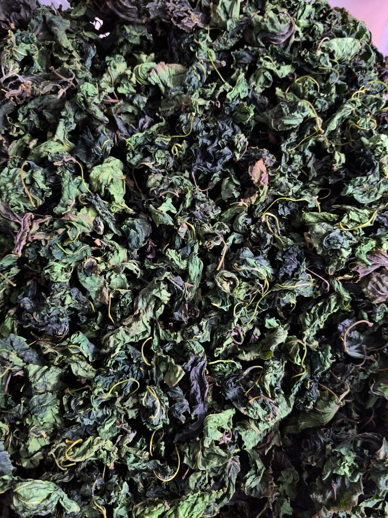 柴火高温炒制的桑树叶。
