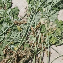 艾草
