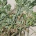 艾草