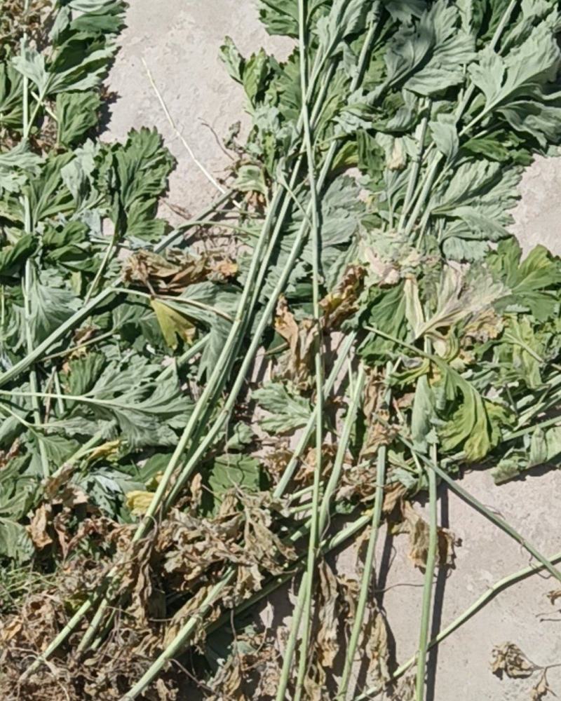 艾草