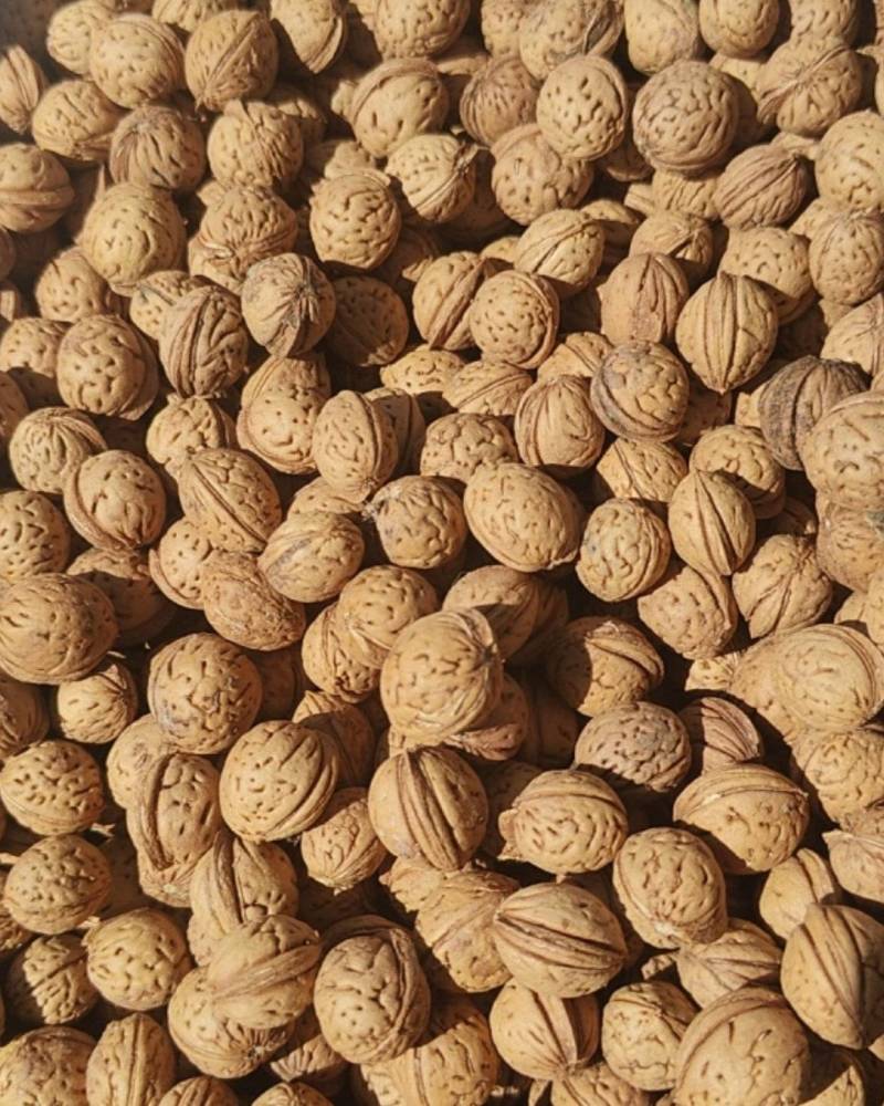 野生山核桃，可做文玩手串，可做填充物睡枕