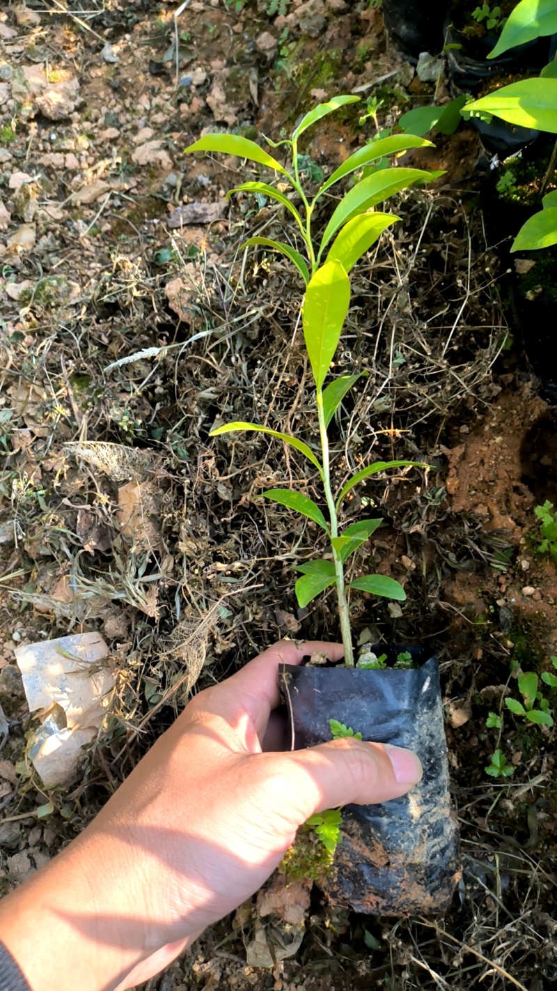化州沉香苗
