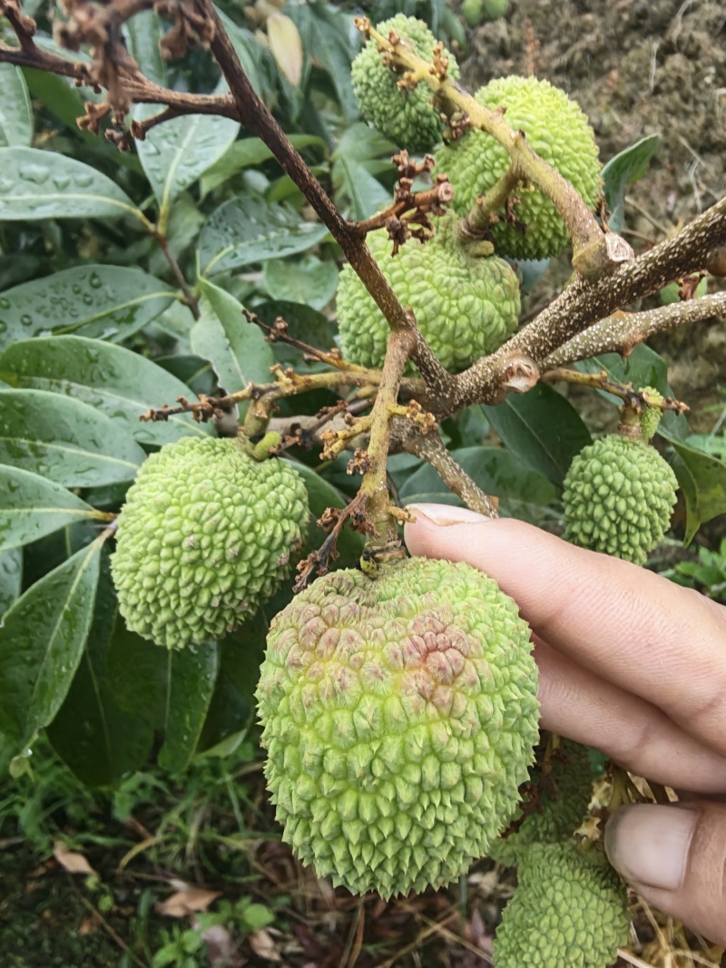屏边正宗妃子笑荔枝