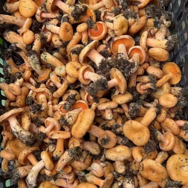 枞菌