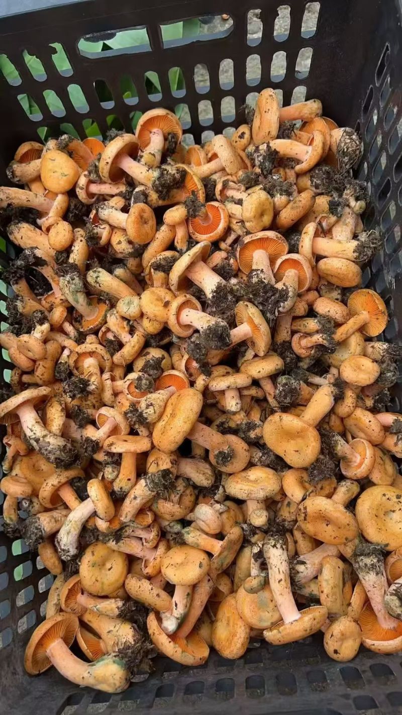 枞菌