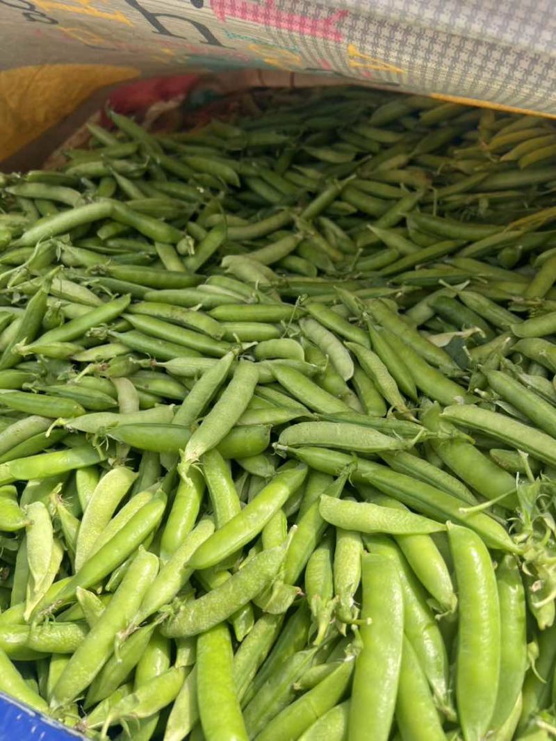 豌豆荚🫛