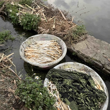 新鲜象牙菜现摘现发