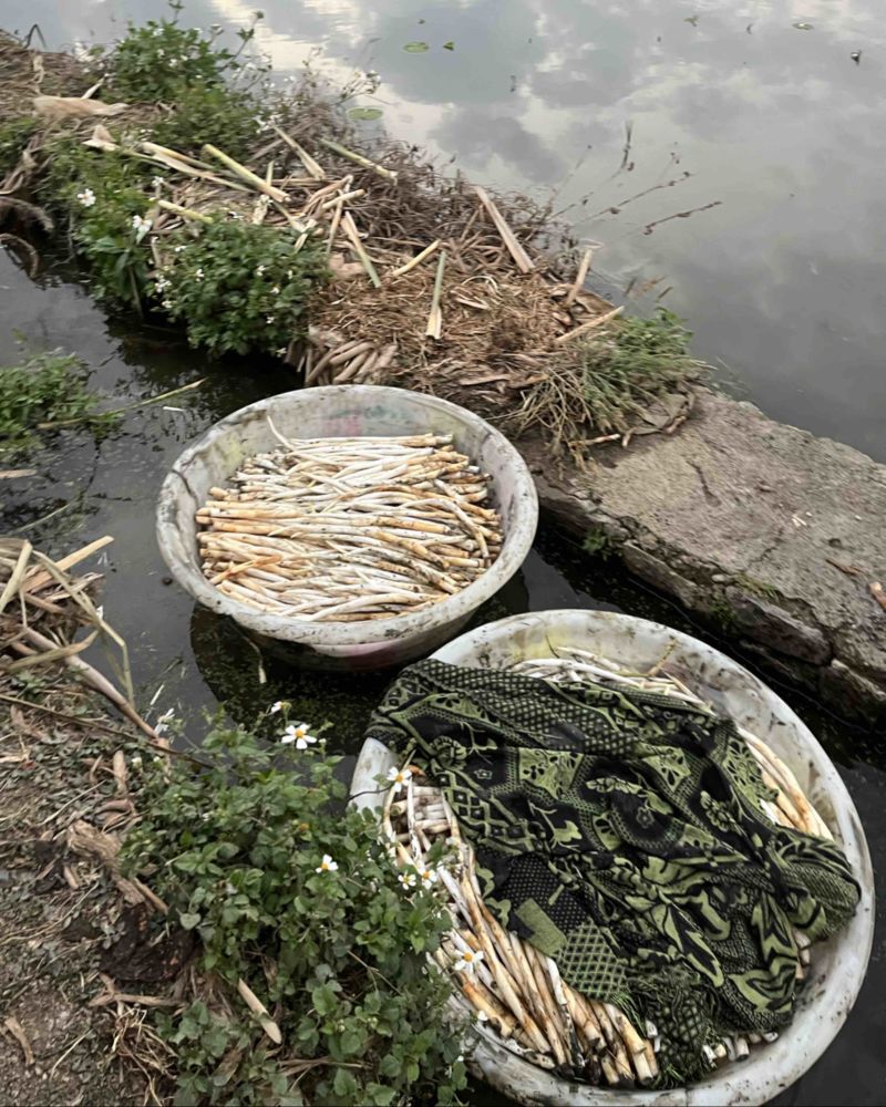 新鲜象牙菜现摘现发