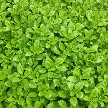漳州片仔癀草