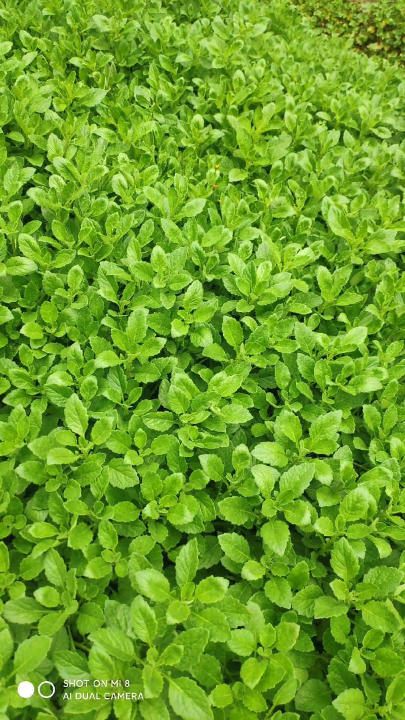 漳州片仔癀草