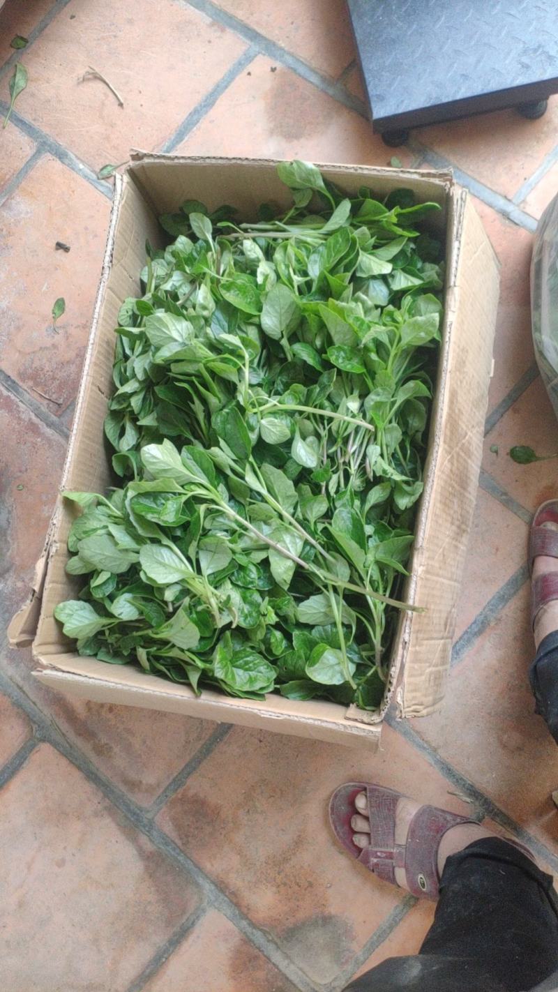 漳州片仔癀草