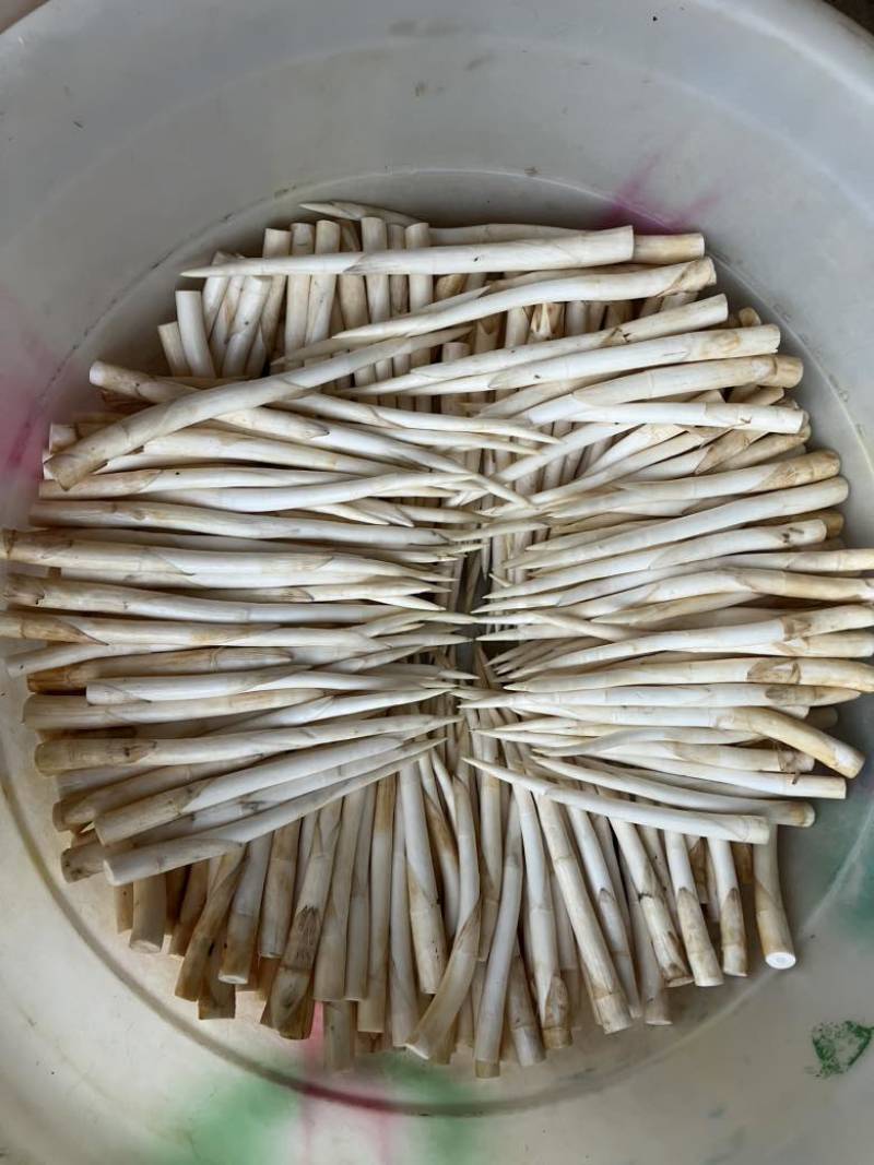 新鲜象牙菜现摘现发