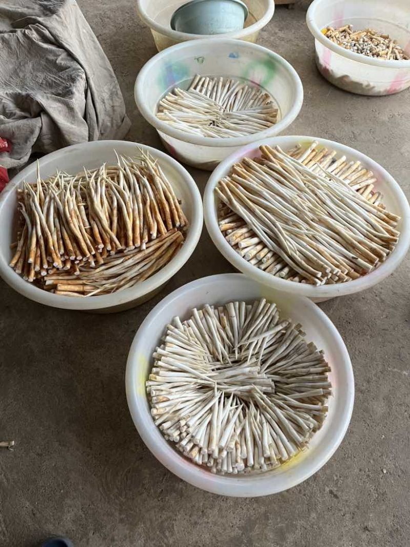 新鲜象牙菜现摘现发