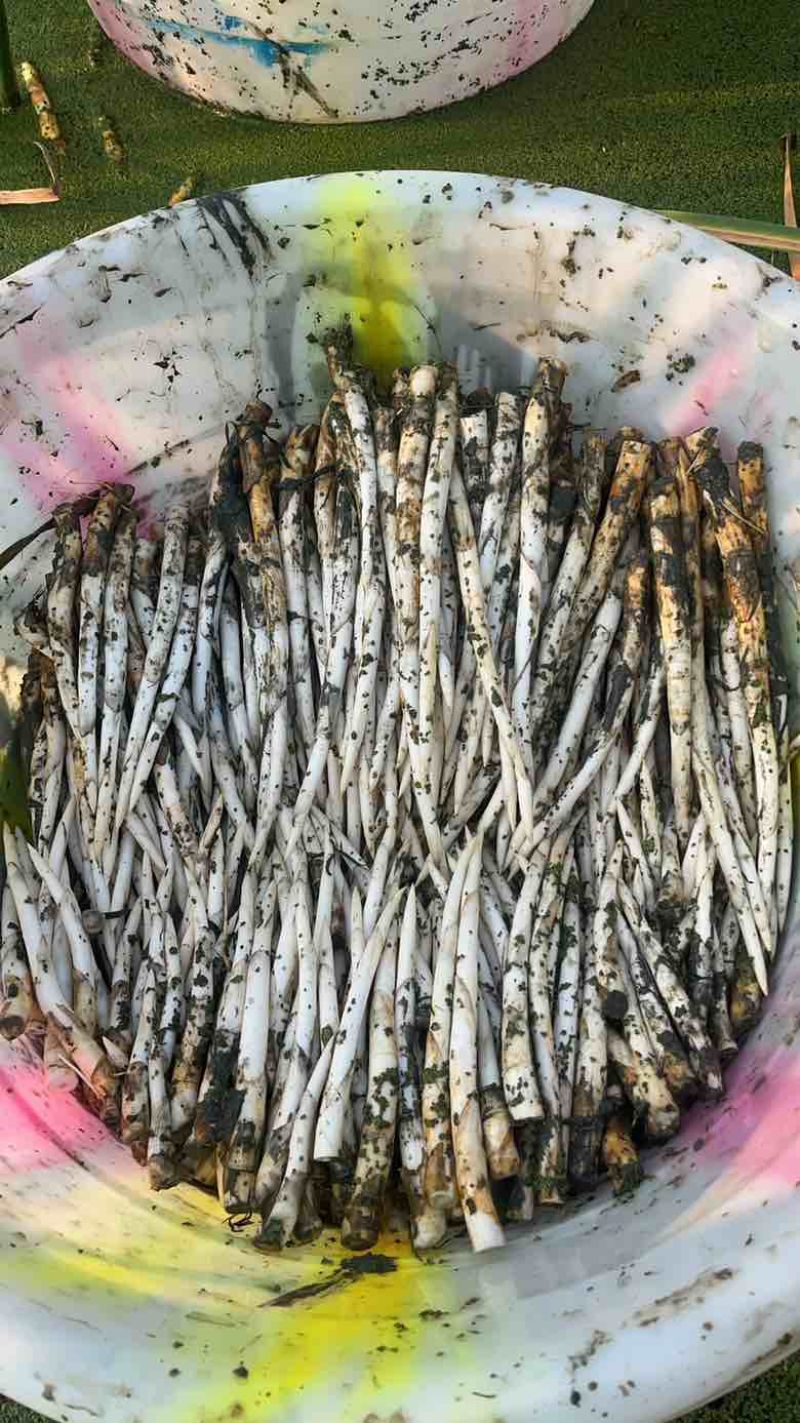 新鲜象牙菜现摘现发