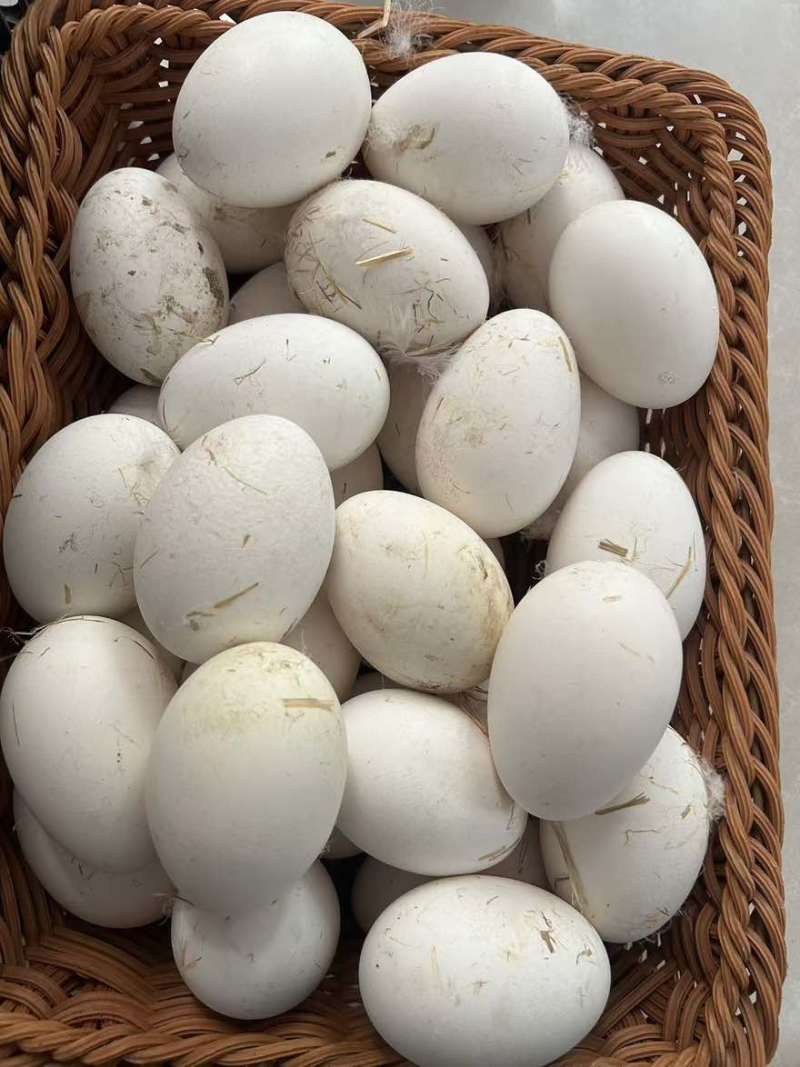 安徽阜阳土鹅蛋