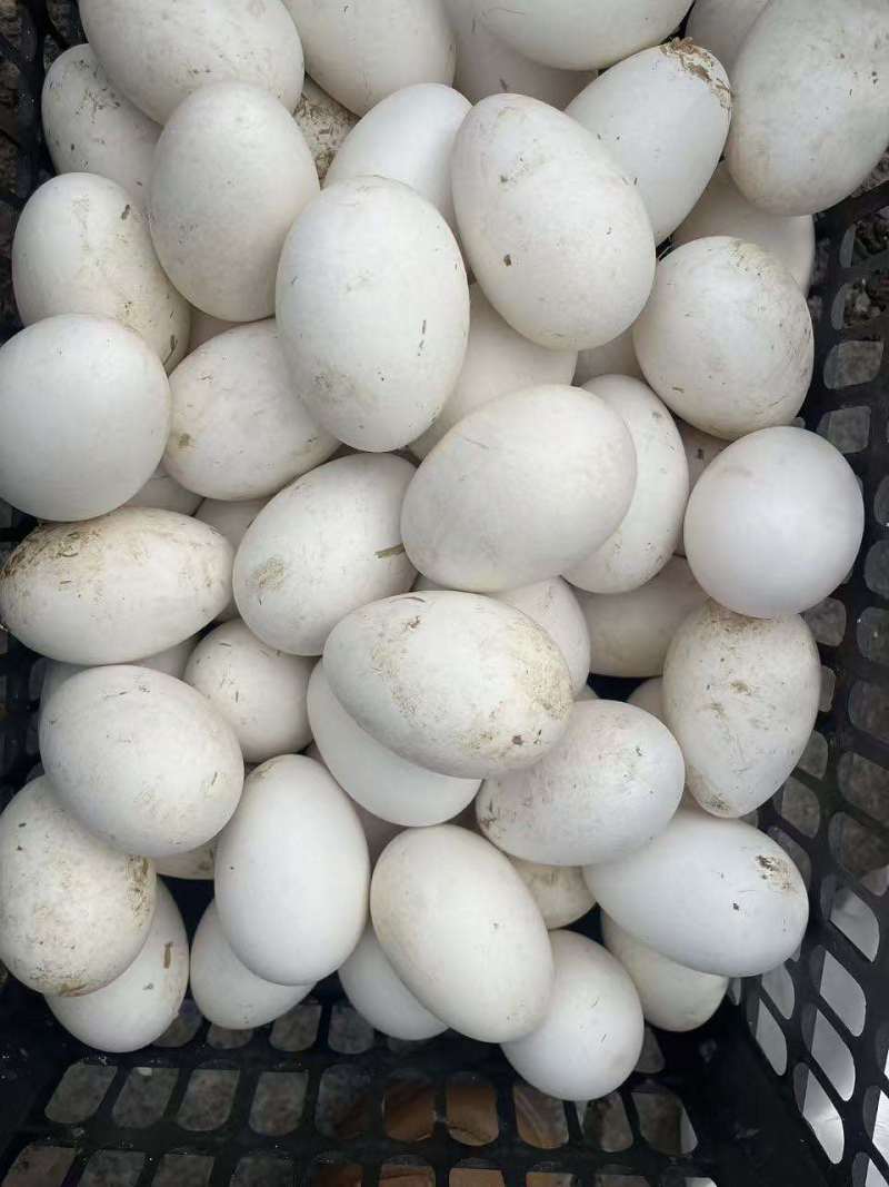 安徽阜阳土鹅蛋
