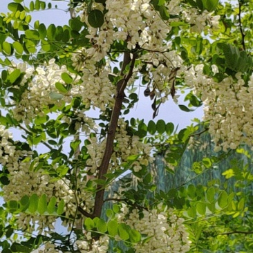 槐花