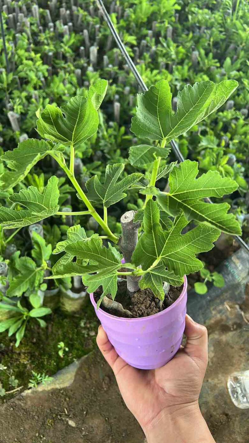 无花果树苗波姬红布兰瑞克带叶盆栽地栽南北方种植