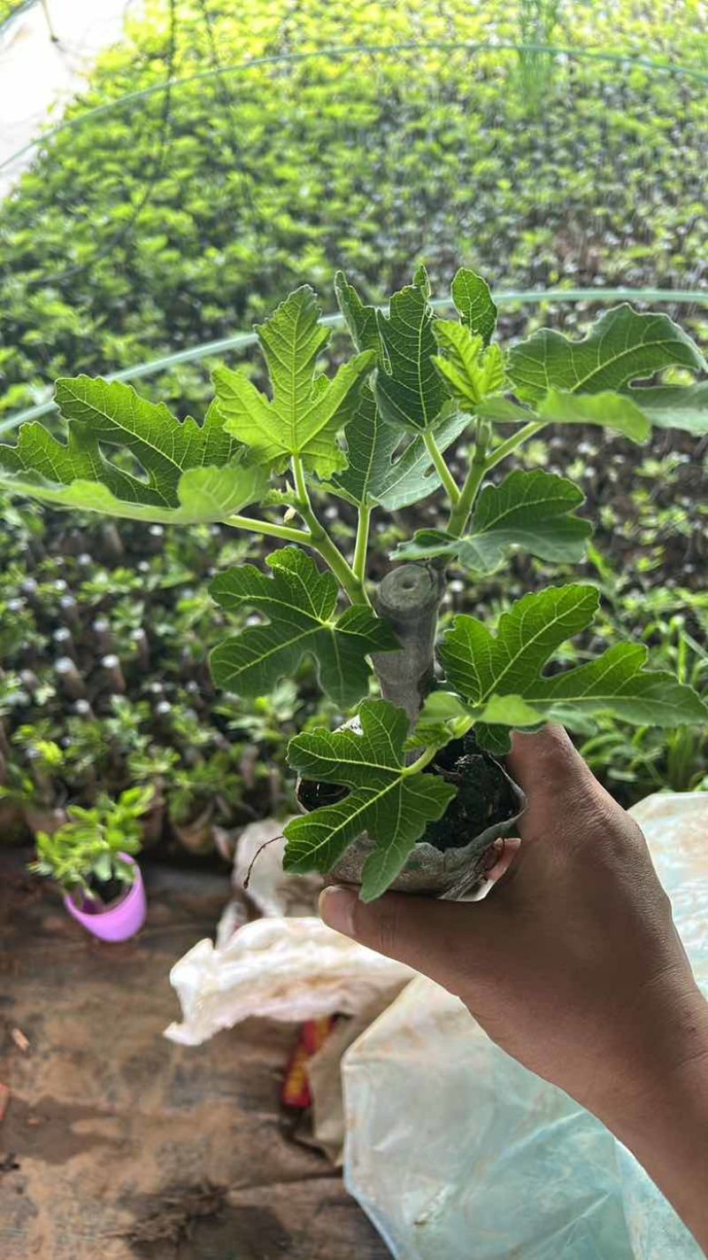 无花果树苗波姬红布兰瑞克带叶盆栽地栽南北方种植