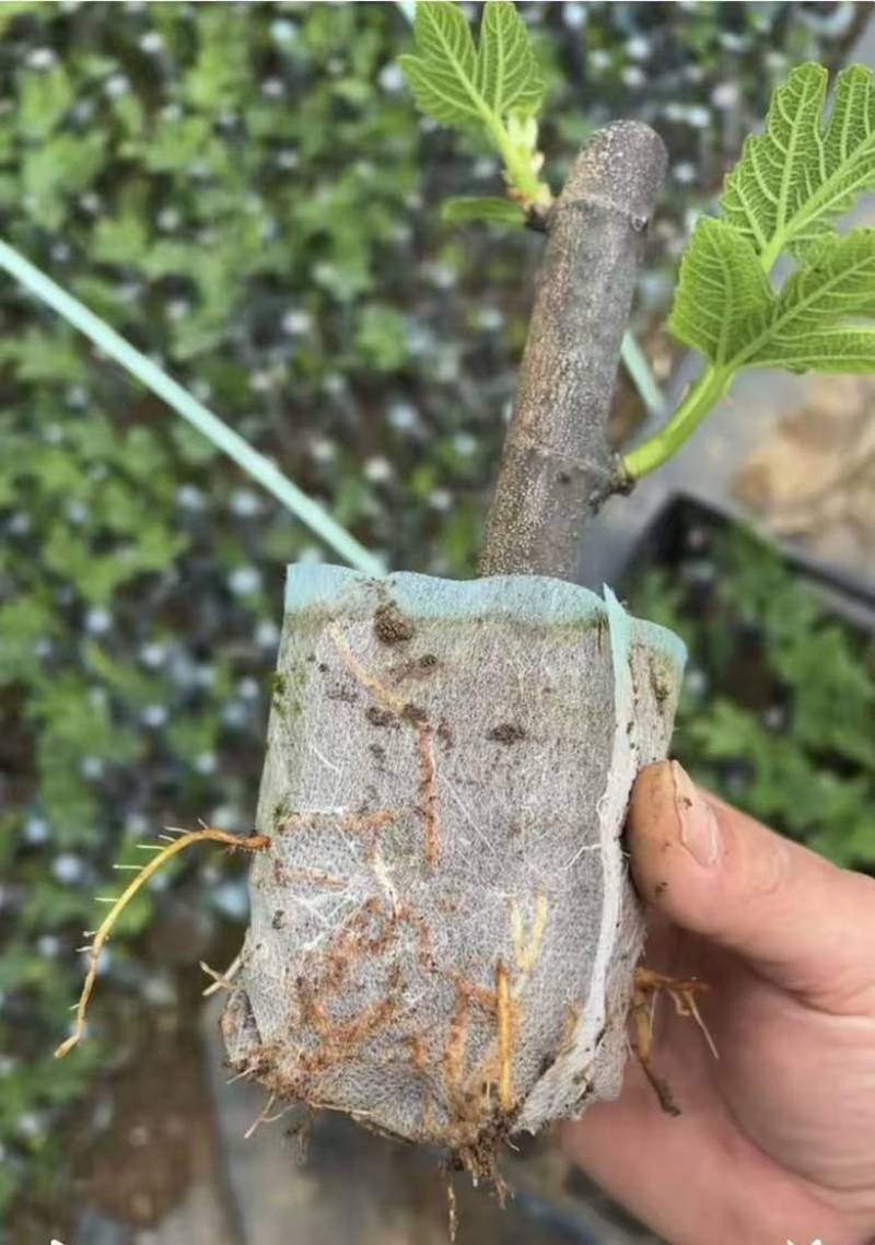 无花果树苗波姬红布兰瑞克带叶盆栽地栽南北方种植