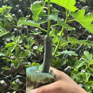 无花果树苗波姬红布兰瑞克带叶盆栽地栽南北方种植