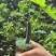 无花果树苗波姬红布兰瑞克带叶盆栽地栽南北方种植