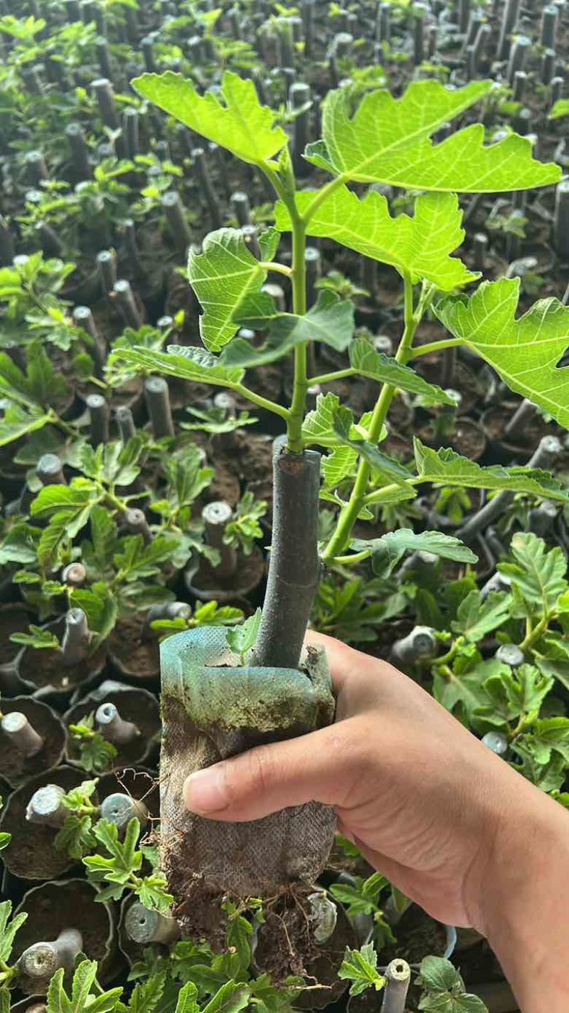 无花果树苗波姬红布兰瑞克带叶盆栽地栽南北方种植