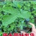 无花果树苗波姬红布兰瑞克带叶盆栽地栽南北方种植