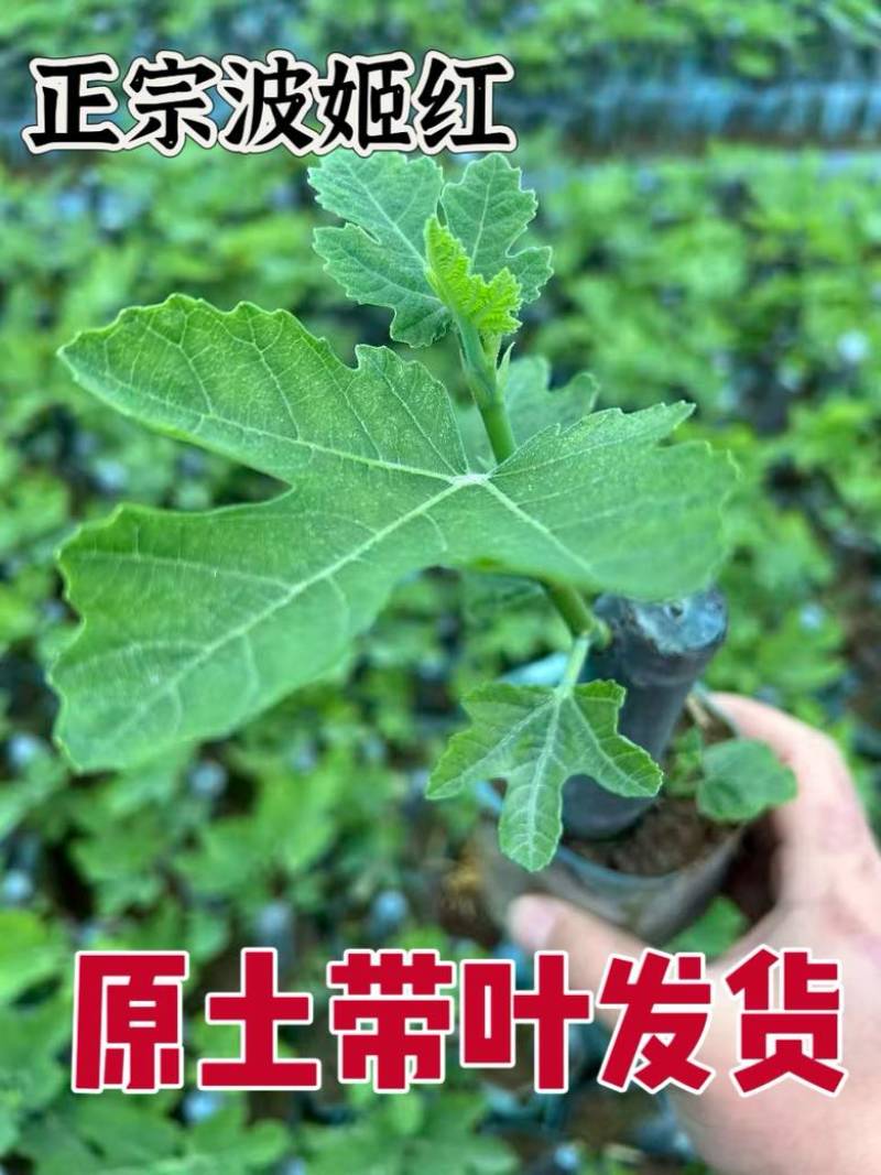 无花果树苗波姬红布兰瑞克带叶盆栽地栽南北方种植