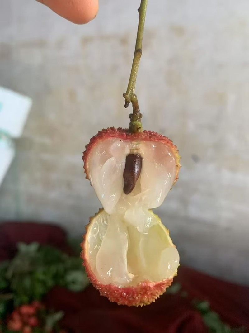 荔枝妃子笑