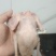 肉鸽了