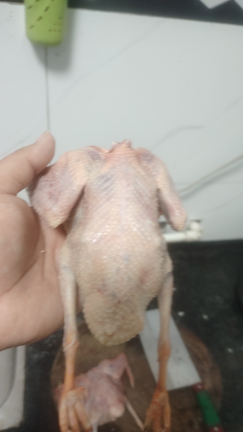 肉鸽了