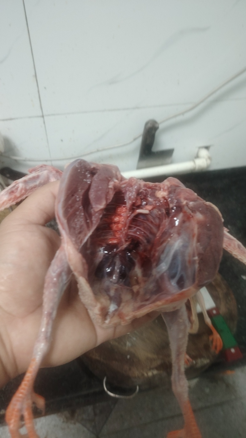 肉鸽了