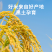 甄选优质大米，颗颗饱满口感佳（1100g）