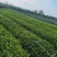 【平台推荐】精品益智苗海南白沙高产益智种苗货源充足，基地发