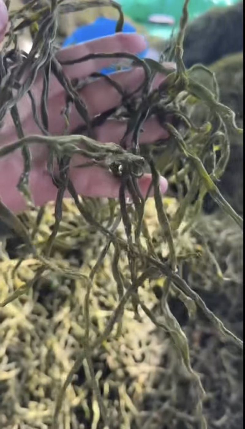 架豆王豆角干