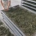 架豆王豆角干