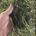 架豆王豆角干