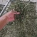 架豆王豆角干