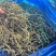 架豆王豆角干
