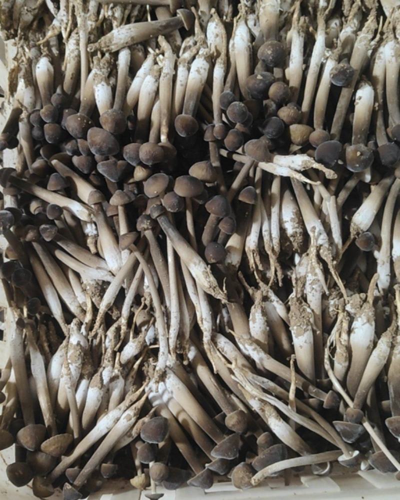 鸡枞菌